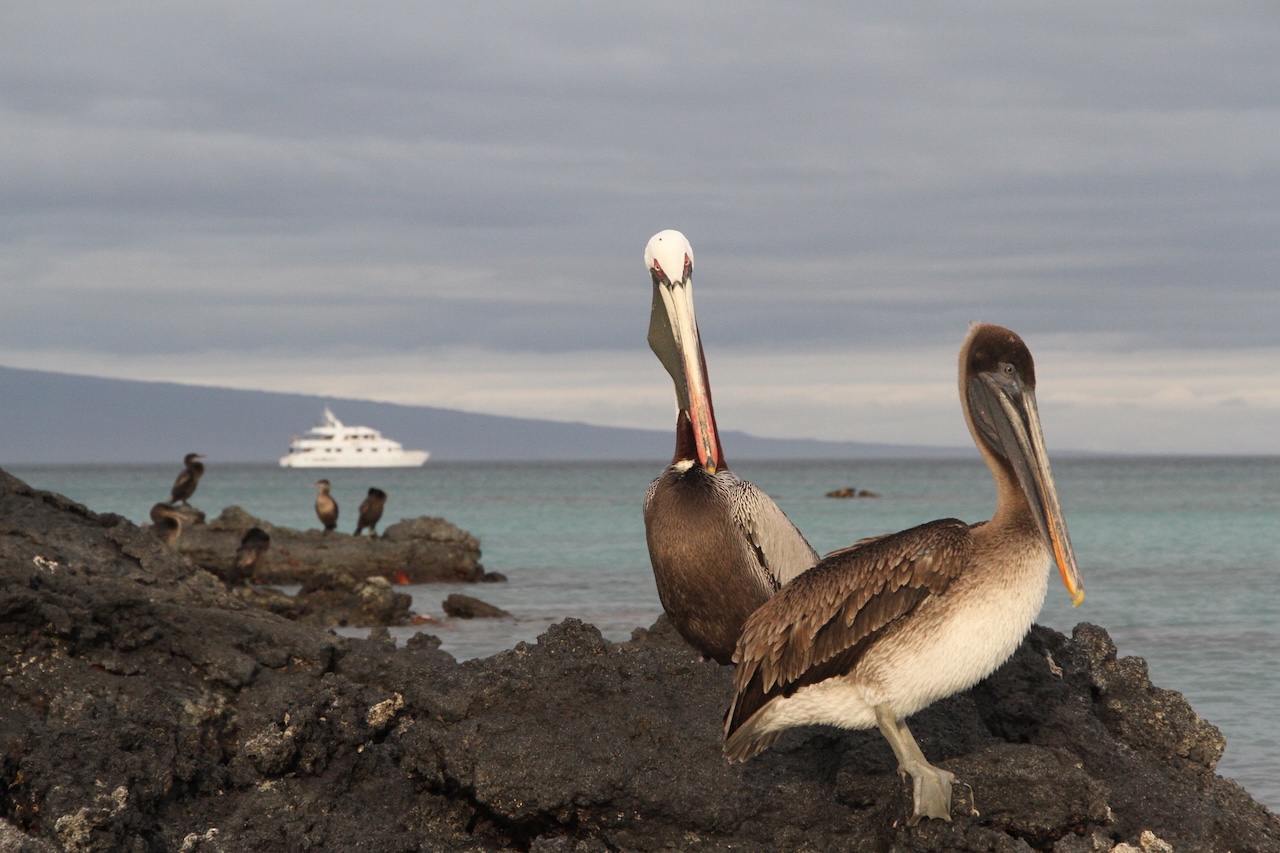 Galapagos Islands #36